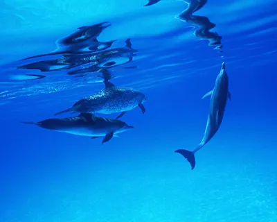NEWSru.com :: Смерть дельфинов в Приморском океанариуме не связана с  качеством воды и корма, заявило руководство