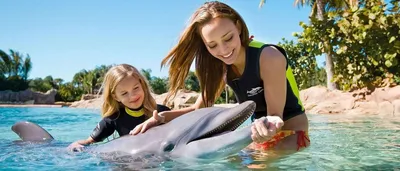 Удивительные дельфины. Делимся 10 фактами, о которых вы еще не слышали