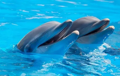 Дружелюбный дельфин, который любил плавать с людьми, погиб | ForPost