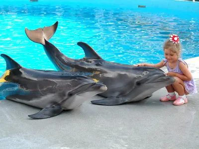 Чем дельфины могут быть опасны для человека - Рамблер/новости