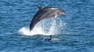 Дельфины тоже любят поболтать...