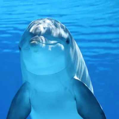 Учёные заявили, что дельфины гибнут из-за контакта с людьми - АЗЕРТАДЖ
