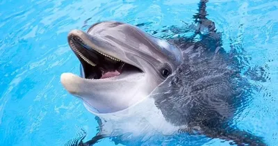 Дружелюбный дельфин погиб из-за своей любви к людям: Звери: Из жизни:  Lenta.ru