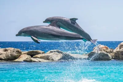 Хитрые помощники. Ученые выяснили, зачем на самом деле дельфины помогают  рыбакам ловить рыбу