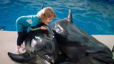 Разумное животное: что дельфины знают о нас? | Алматинский дельфинарий