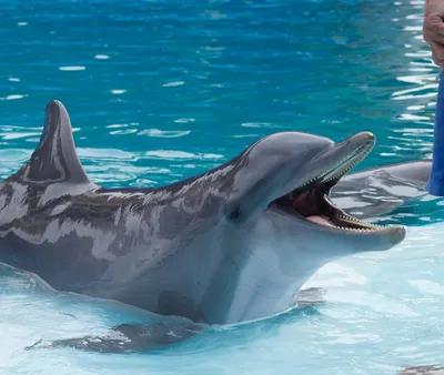 Зачем ученые изучают язык дельфинов и в чём от этого польза людям - РИА  Новости Крым, 10.06.2022