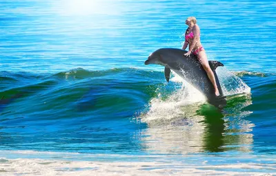 Дельфинам нравится играть с людьми! | немного науки и техники | Дзен