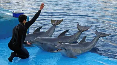 Счастливы ли дельфины в неволе? Ученые, кажется, нашли ответ - BBC News  Русская служба