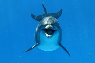 В Железном Порту дельфин развлекал людей на пляже - видео - «ФАКТЫ»