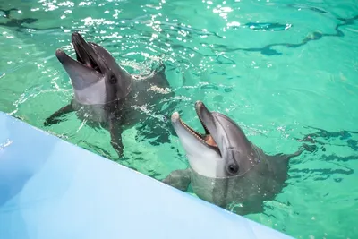 Действительно ли дельфины убивают людей