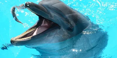 Секрет дружбы человека с дельфином раскрыли в петербургском дельфинарии