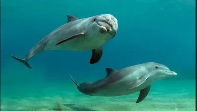 В Бердянске дельфины возле самого берега выпрыгивали из воды и играли с  людьми: милое видео - Новости Запорожья - 24 Канал