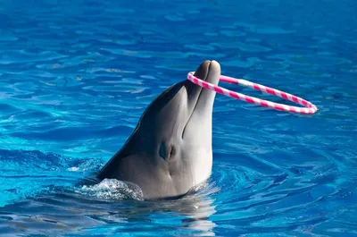 Учёные нашли сходство между дельфинами и людьми при общении с детьми —  Ferra.ru