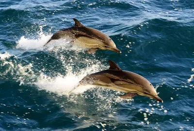 В Японии участились случаи нападения дельфинов на людей — Today.kg