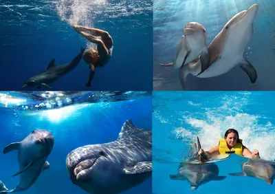 Плавание с дельфинами в Бодруме - Программа - Цена и Отзывы