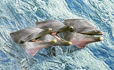 В Анапе дельфины подплывают к берегу и забавляют людей: чем опасны дельфины,  могут ли они напасть на людей - 17 августа 2023 - НГС