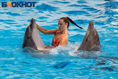Они как люди!». В Краснодарском крае продолжается безжалостная эксплуатация  дельфинов