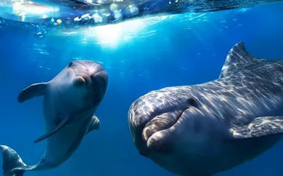 Дельфины, морские люди - Редакция Германия