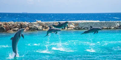Дельфинотерапия - Большой Сочинский Дельфинарий