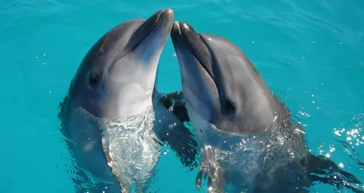 танк дельфинов в аквариуме, играющий с людьми Стоковое Фото - изображение  насчитывающей заплыв, замечание: 217991942