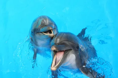 Дельфины имеют схожие черты характера с человеком. Эти качества помогают им  формировать социальные связи