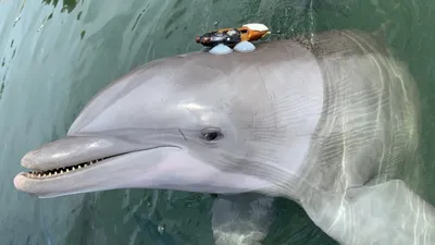Дельфины чувствуют ауру людей – тренер московского дельфинария, гостящего  на Сахалине - SakhalinMedia.ru
