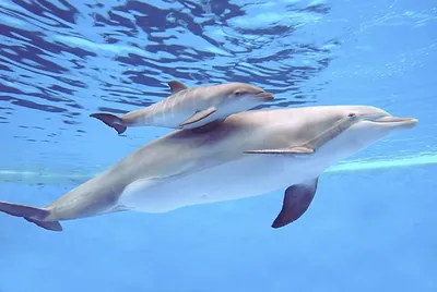 Если бы дельфины были людьми, то …» — создано в Шедевруме