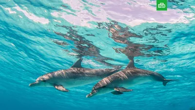 Ученые открыли у дельфинов особенность, которая их роднит с людьми | Новый  Град