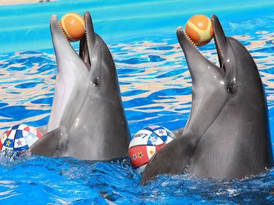танк дельфинов в аквариуме, играющий с людьми Стоковое Изображение -  изображение насчитывающей ребенок, вода: 217991959