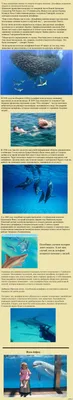 Окровавленного дельфина сняли на видео в российском океанариуме: Общество:  Россия: Lenta.ru