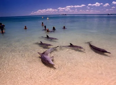 В Японии дельфины стали чаще нападать на людей // Новости НТВ