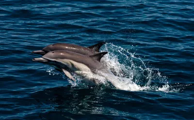 Ученые рассказали, почему дельфины не достигнут уровня развития людей