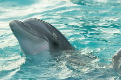 Дельфины на пляже Манки-Миа в Австралии