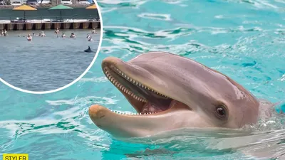 В поведении дельфинов нашли еще больше общего с поведением человека