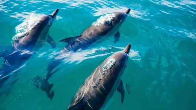 Синеглазые дельфины катают людей на …» — создано в Шедевруме