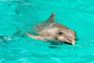 Дружелюбный дельфин-звезда соцсетей погиб из-за своей любви к людям —  19.09.2021 — В мире на РЕН ТВ