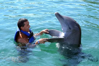 Почему дельфины спасают тонущих людей?