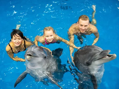 Фото дельфинов в дельфинарии 82 фото