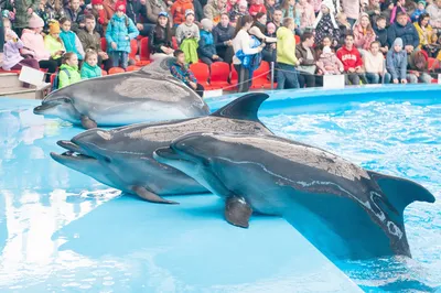 В Севастополе владелец дельфинария выбросил в море ручных дельфинов
