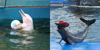 Дельфинарий — Сочи Парк