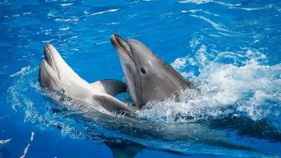 Дельфинарий в Паттайе | Бронирование онлайн