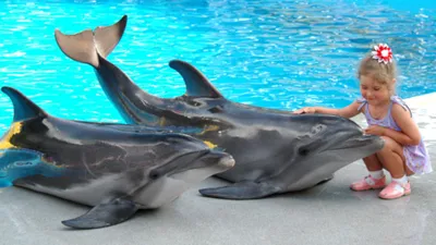 В Севастополе обнаружили мертвого дельфина, возможно, питомца дельфинария -  РИА Новости, 14.11.2022