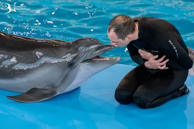 Шоу дельфинов и морских котиков в новом дельфинарии в Паттайе - union.travel