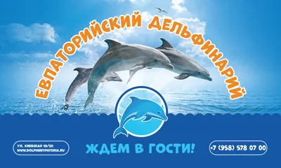 Тренер дельфинов: об опасностях профессии, жестокой природе дельфинов и  хорошие ли они родители — «Вечерний Владивосток»
