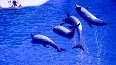 Дельфинарий в Кемере: фото, видео, описание, как добраться - 2024