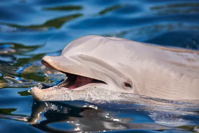 Найденные мертвые дельфины не принадлежали дельфинарию в Севастополе | ИА  Красная Весна