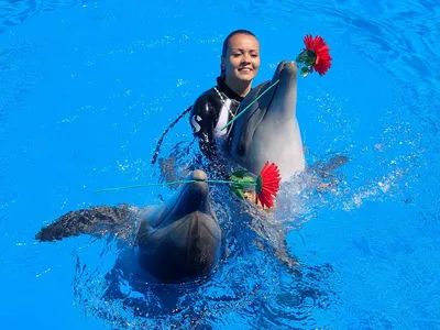 В дельфинарии Ротенберга умерло два десятка дельфинов - Русская служба The  Moscow Times