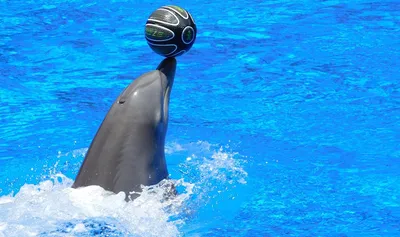 Дельфины в минском дельфинарии не были зарегистрированы в Минприроды |  greenbelarus.info