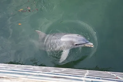 Афалины и морские котики: дельфинарий в Гагре - 07.08.2022, Sputnik Абхазия