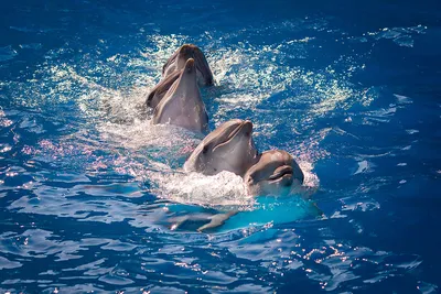 Оштрафовали директора дельфинария Севастополя, выпустившего в море дельфинов  - SevastopolMedia.ru